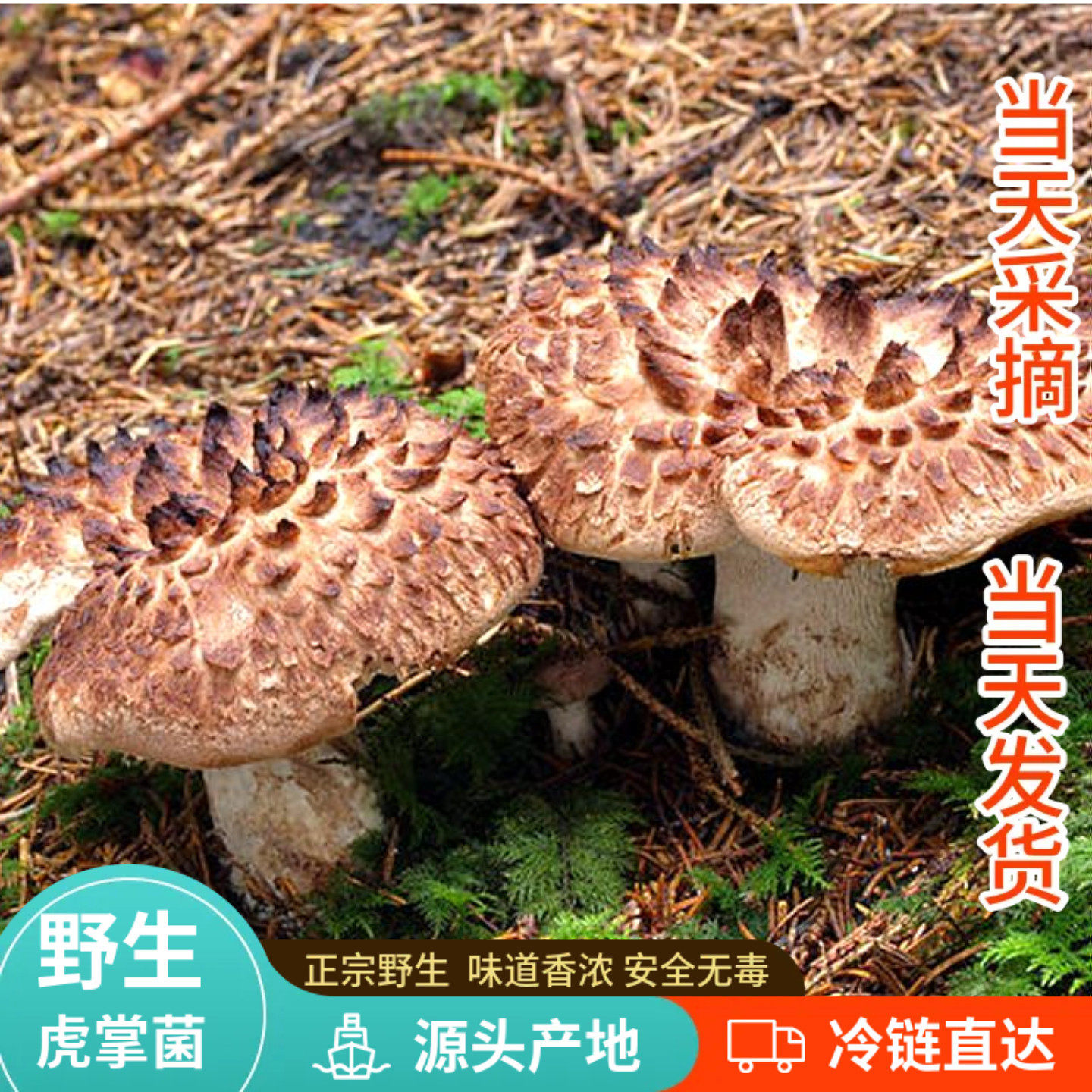 冰冻黑虎掌菌2斤云南特产野生菌菇 非新鲜虎掌菌干货老虎菇香味浓