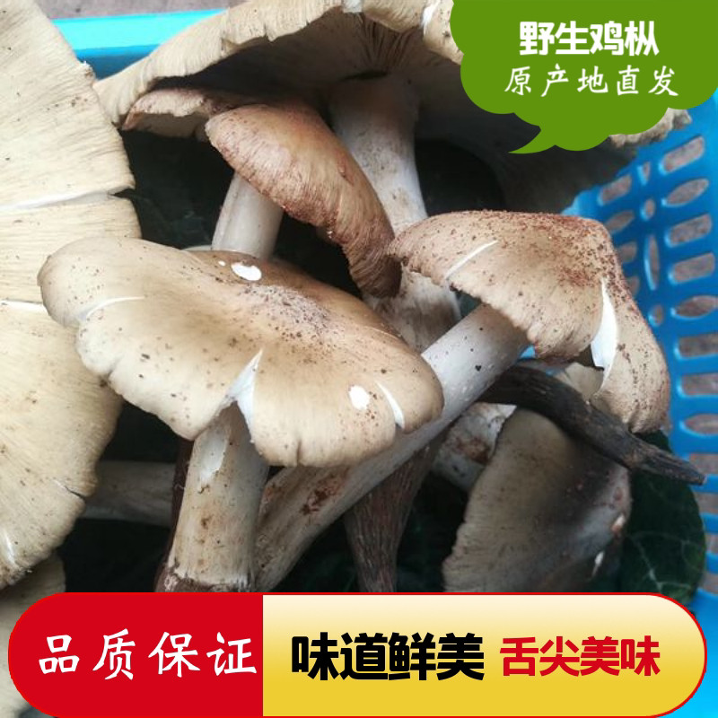 现货新鲜野生鸡枞菌2斤 野生鸡纵荔枝菌云南野生三塔菇开伞鸡棕菌