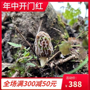 牛羊肚菌鲜蘑菇 现货野生新鲜羊肚菌500g 云南特产野生菌深山采摘