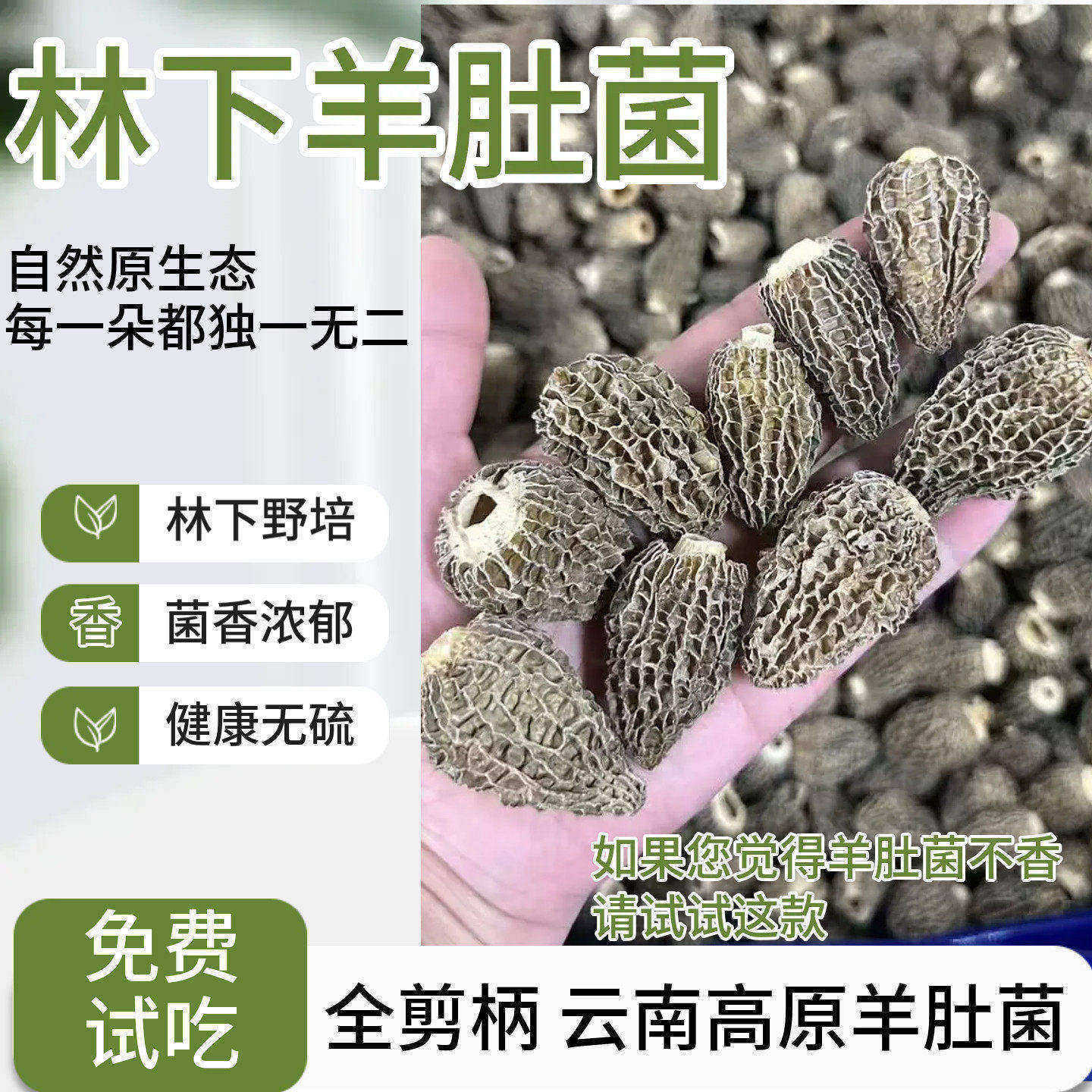 新货半野生羊肚菌云南高原头茬全剪柄羊肚菇干货林下非大棚味道浓