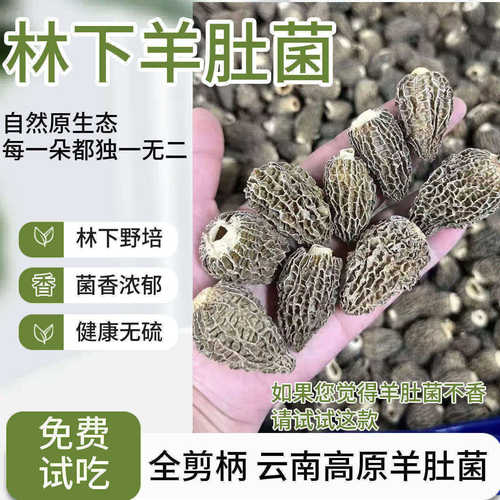 云南林下全剪柄半野生羊肚菌干货