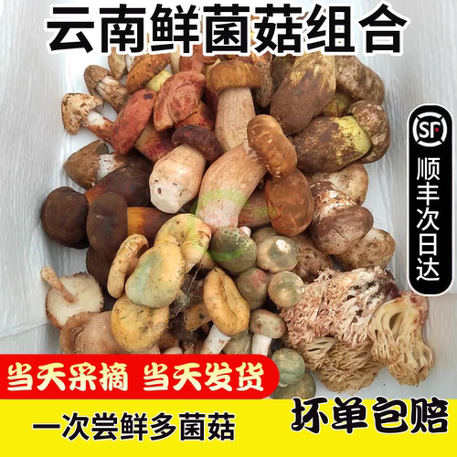 云南野生菌组合蘑菇2斤顺丰空运