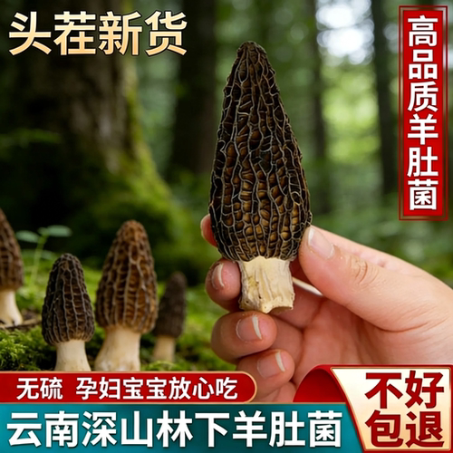 新货头茬羊肚菌干货500g云南林下