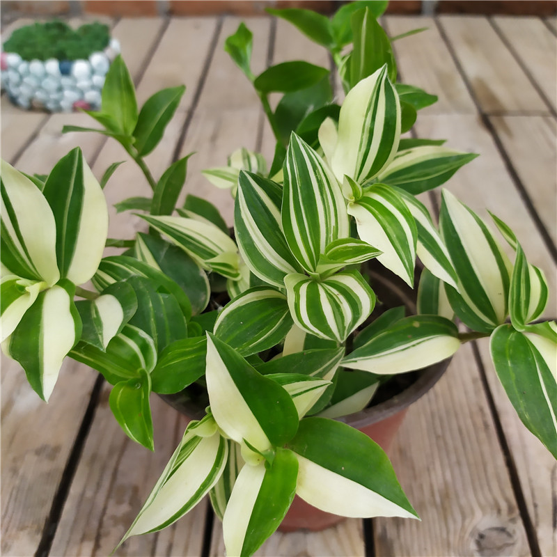 吊兰植物吊竹梅青白玉吊兰油画婚礼垂吊悬挂盆栽观叶