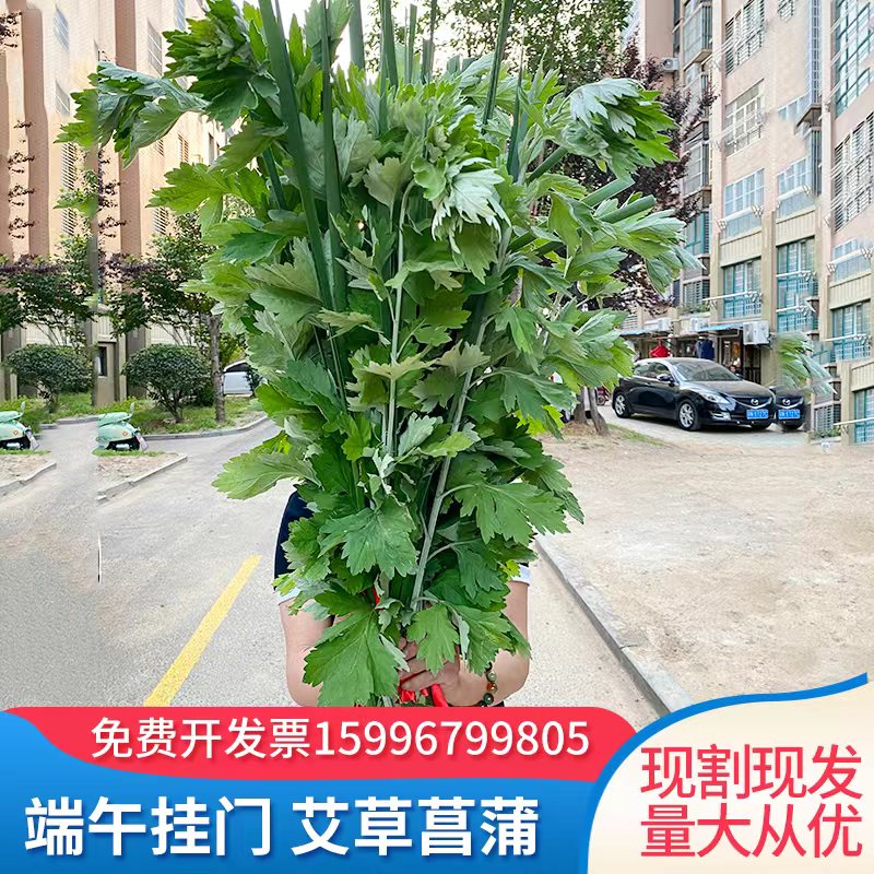 定制端午节新鲜艾草菖蒲套装艾篙艾叶现采现发挂门前野生艾草驱蚊