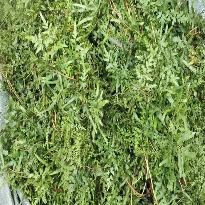 500克农家海金沙藤 新晒金沙藤中草药排化结石茶 新鲜罗网藤包邮