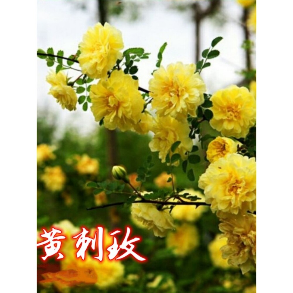黄刺玫苗黄刺梅刺玫庭院绿化重瓣