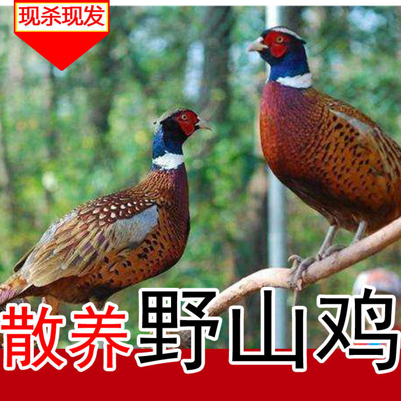 5-2斤农家散养山鸡肉公鸡母鸡现杀现发七彩鸡