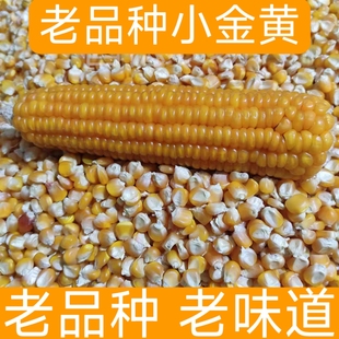 70年代小黄玉米传统老品种老式笨玉米非转基因玉米粒籽苞谷