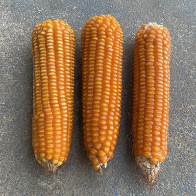 食用传统老品种黄玉米非转干玉米粒农家苞米贵州包谷子粗粮杂粮