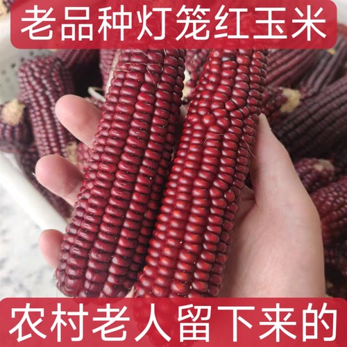 传统老品种灯笼红玉米农家自产