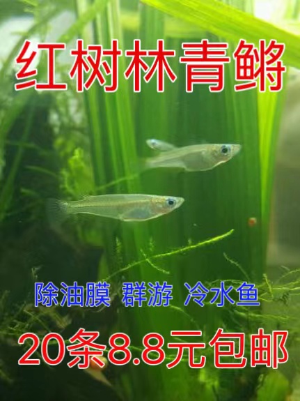 红树林青鱂桂系青鱂弓背原生鱼耐寒耐热淡水群游蓝眼水精灵除油膜-封面