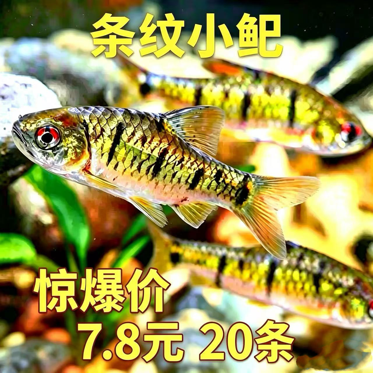 中国斗鱼伴侣条纹小鲃生红眼淡水观赏鱼清澡鱼冷水鱼