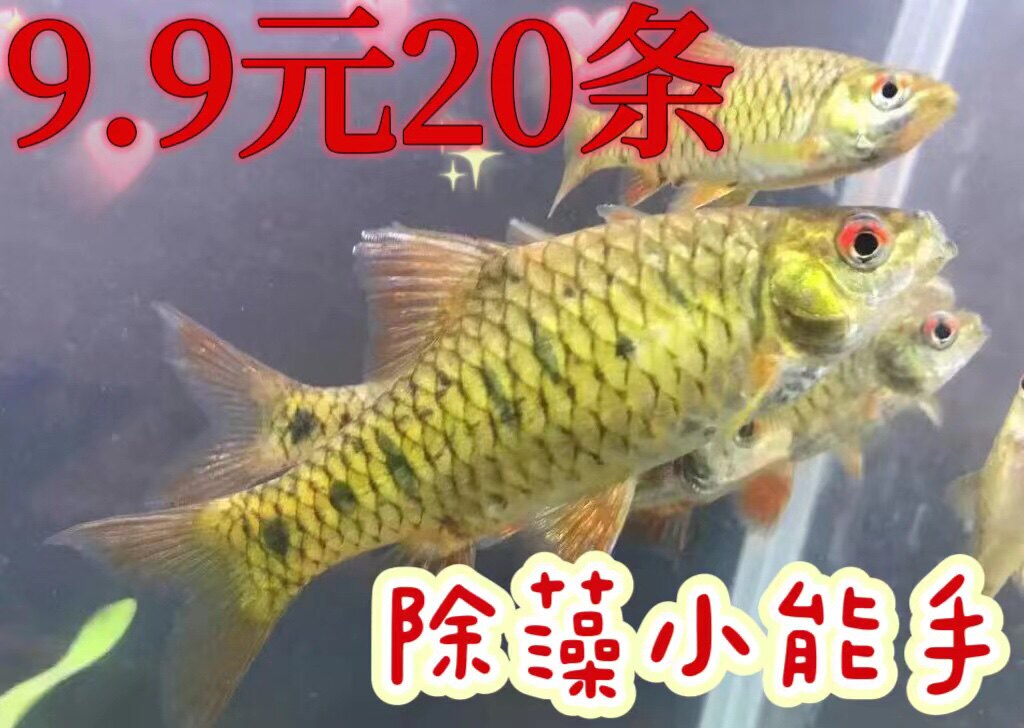 中国斗鱼伴侣条纹小鲃生红眼淡水观赏鱼中国斗鱼伴侣清澡鱼冷水鱼