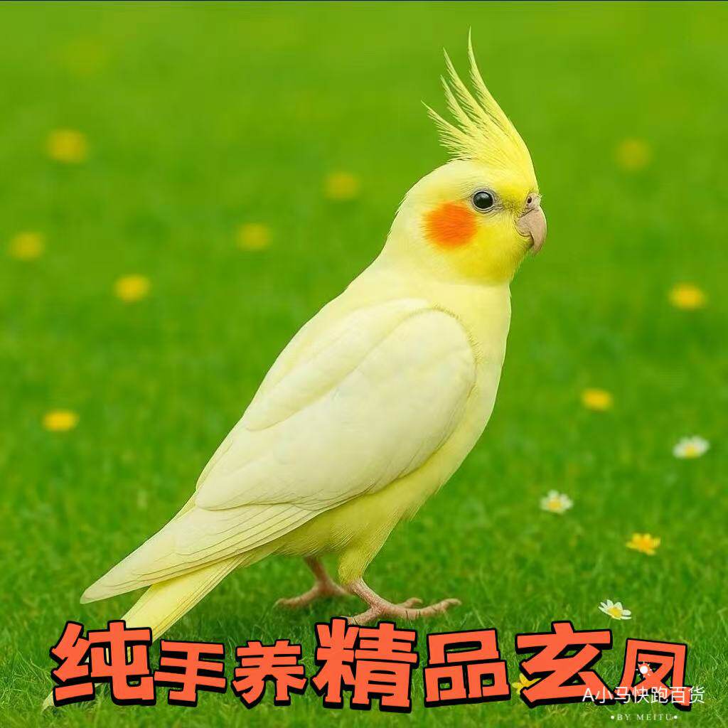 玄凤活体珍珠鹦鹉活鸟宠物学说话玄凤鸟手养一对活物繁殖亲人