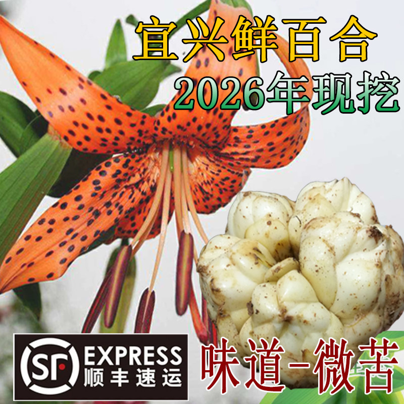 2026年宜兴新鲜百合主5斤3斤微苦特产现挖农家可制干顺丰包邮百合