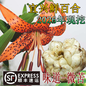 2026年宜兴百合上市了顺丰包邮