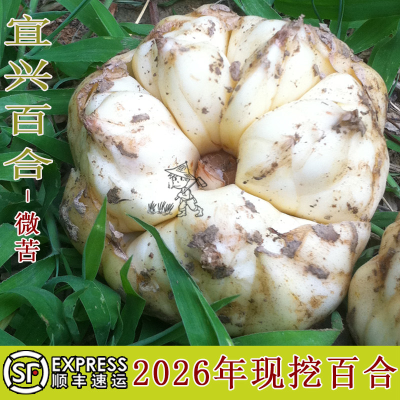 2026年宜兴新鲜大百合3斤5斤左右宜兴特产现挖农家食用制作百合