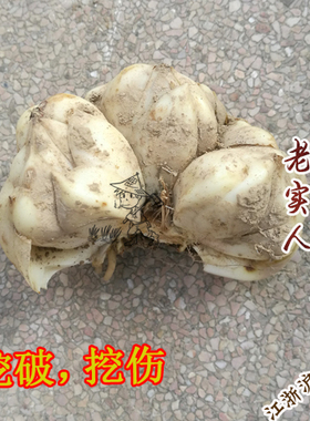 2025年宜兴特产小百合/碎百合/挖伤百合/5斤包邮食用不完整百合