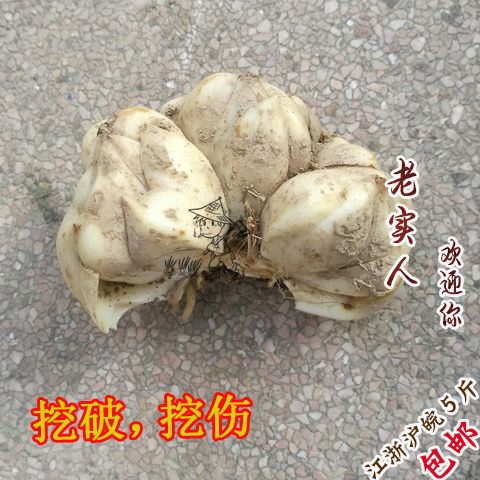 宜兴特产小百合/碎百合/食用