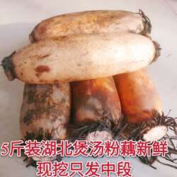 湖北特产新鲜粉藕  煲汤香糯藕洪湖莲藕 沔城莲藕现挖带泥包邮