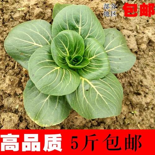 随州特产露天小青菜5斤 新鲜蔬菜霜打苏州青 五斤农家自种 2500g