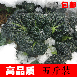 随州特产泡泡青 青菜 湖北泡泡菜 农家新鲜蔬菜 黑叶子油白菜5斤