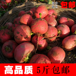 红萝卜 红皮白肉 安居沙湾沙地萝卜 新鲜蔬菜 老品种红皮萝卜 5斤