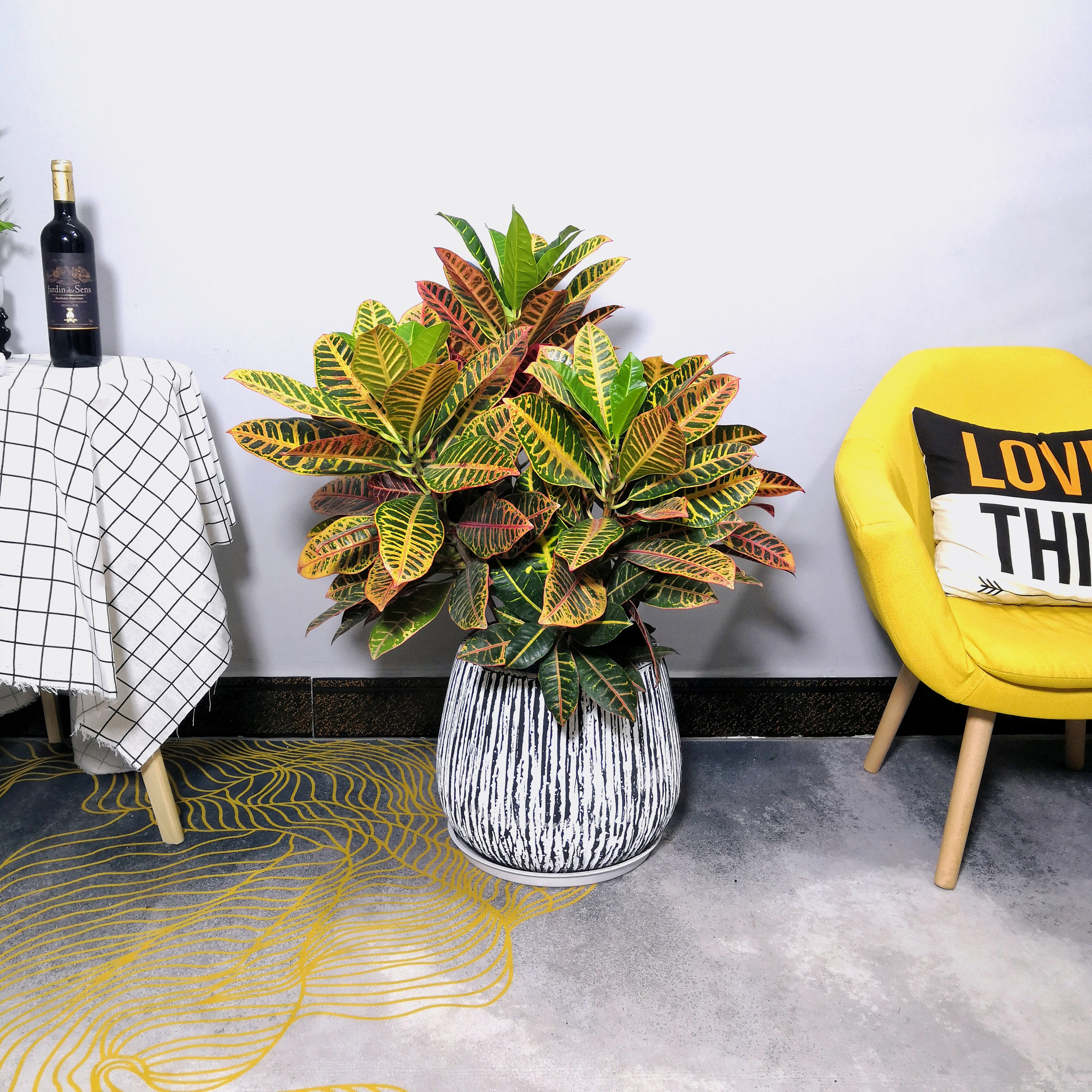 变叶木盆栽彩叶盆景 办公室阳台绿植树室内外造景植物广佛满包邮|msdalam kategori penghantaran bunga/bunga simulasi/tumbuhan berkebun, bunga/Tumbuh-tumbuhan tumbuh-tumbuhan pasu (baru), tumbuhan yang besar/Pasu komposisi siap - dari Buy2taobao.com untuk memberikan perkhidmatan ejen Taobao profesional membeli