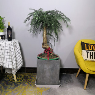 澳洲新款庭院杉盆景盆栽室内办公室松柏杉树南阳杉松树桩大型绿植