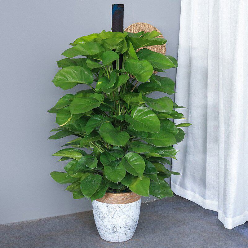 大绿萝盆栽 吸收甲醛办公室走廊客厅常绿观叶植物广佛满购包邮哦