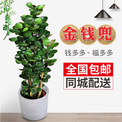 绿植招财福禄桐圆叶钱多多植物