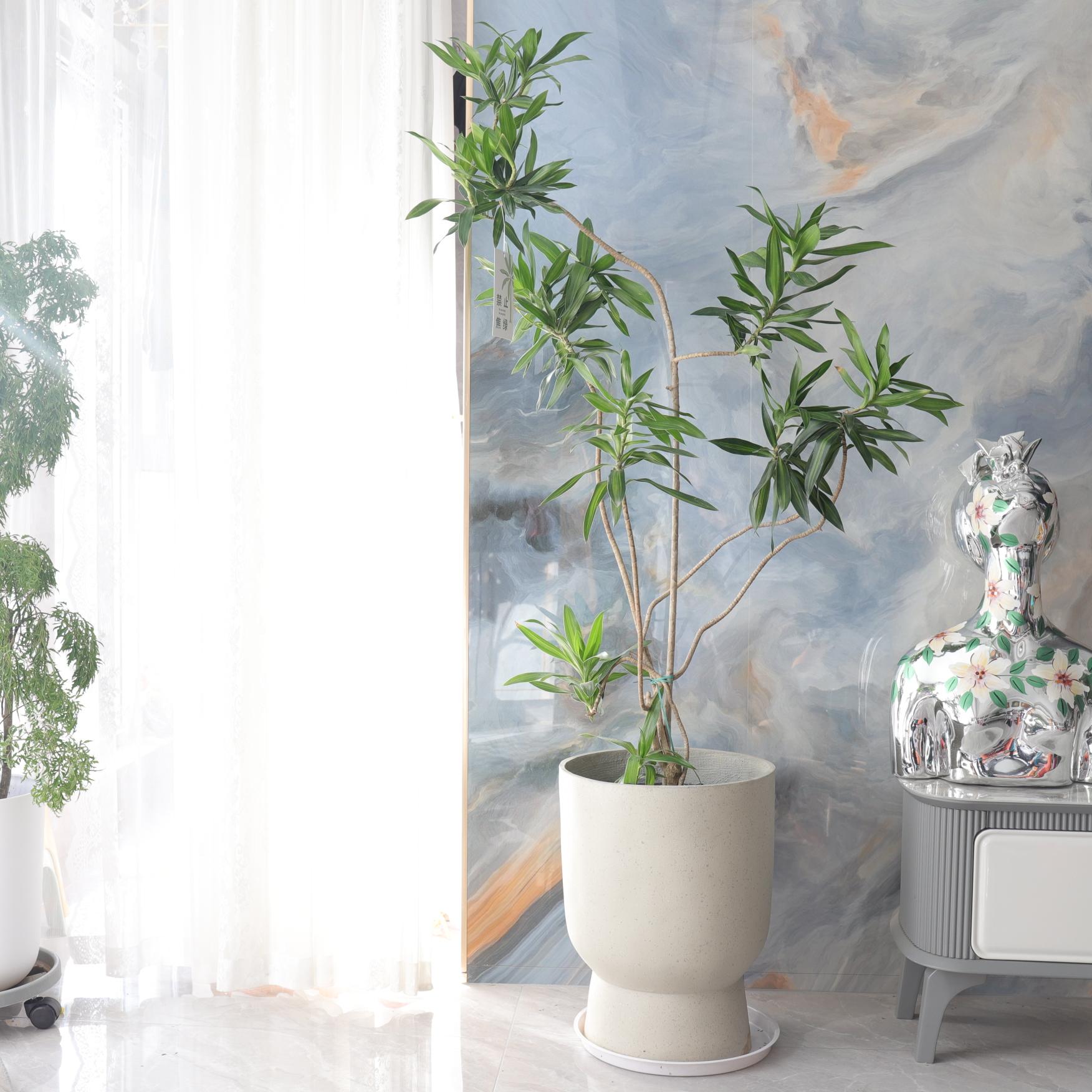 百合竹盆栽室内大型绿植观叶耐阴