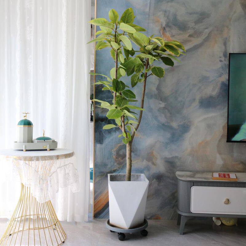 青叶橡皮树大型盆栽黄金榕植物