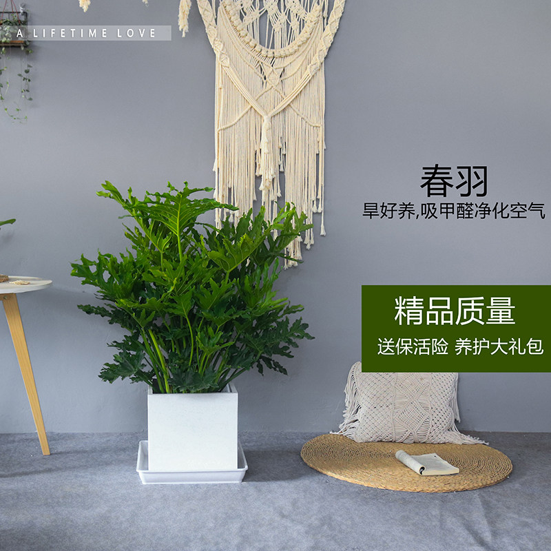 春羽盆栽春雨龙鳞室内办公室客厅书房大型观叶绿植净化空气植物