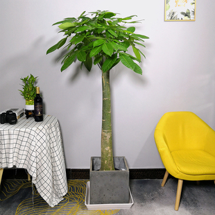 中 发财树单杆大型绿植盆栽开业乔迁送礼客厅室内树植物吸甲醛促销