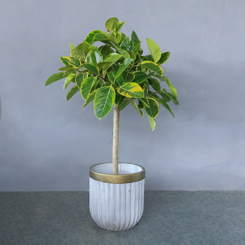 青叶橡皮树植物黄金榕花叶榕室内
