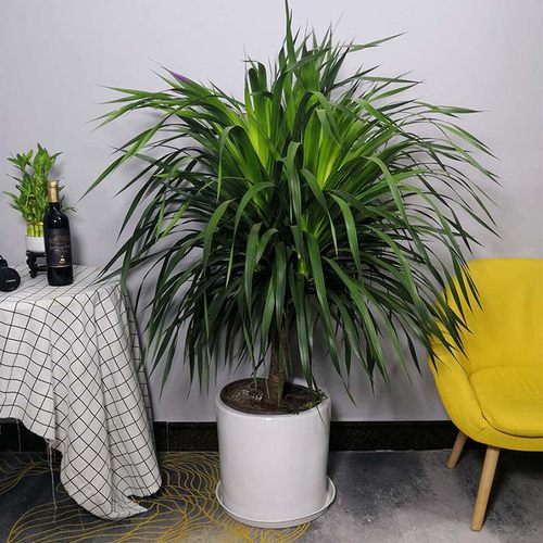 龙血树盆栽包邮龙血铁精品室内