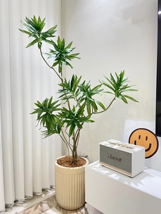 百合竹盆栽室内大型绿植观叶耐阴耐旱老桩植物净化空气造型龙血树