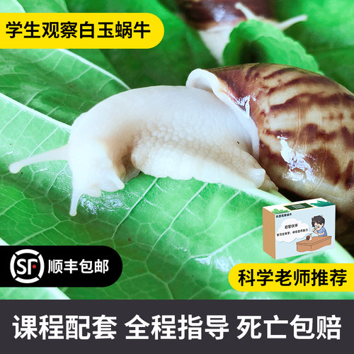 白玉蜗牛活体宠物学生耕耘严选