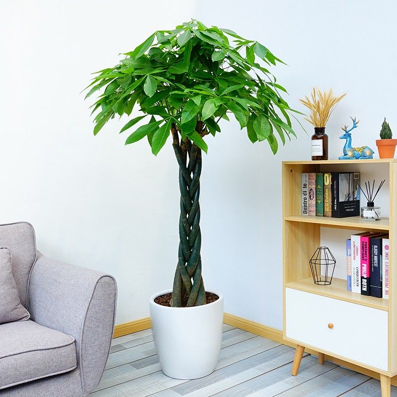 发财树开业大型招财盆栽办公室客厅家里室内真花福州同城植物绿植