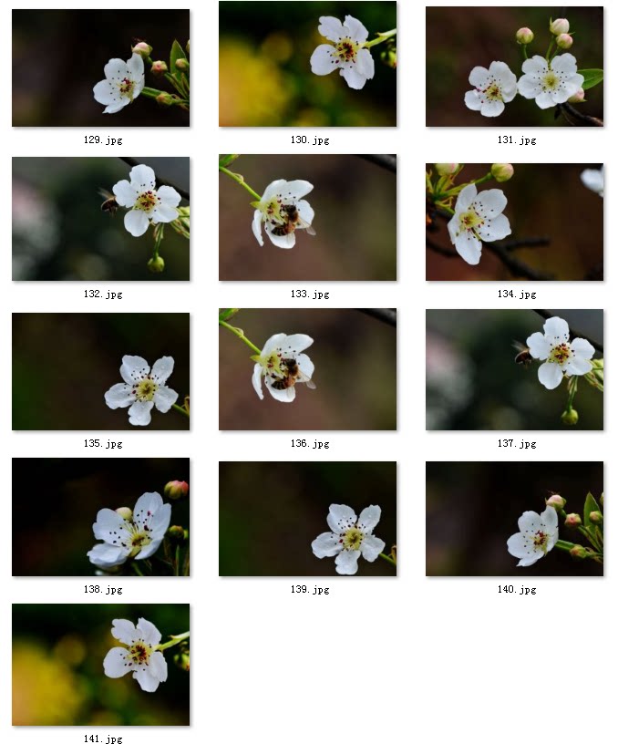 10-设计素材梨树图片水果梨花背景海报展架雪梨图片psdjpg图素材