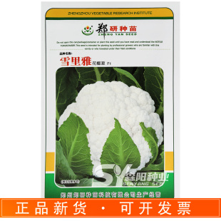 郑研种苗雪里雅花椰菜种子春秋两用白松花菜60-80天蔬菜杂交种籽