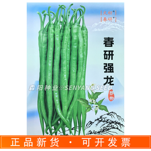 春研强龙辣椒种子中早熟粗长条椒 青红二金条线椒 薄皮长线椒种子