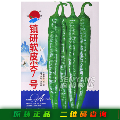镇研软皮尖7号辣椒种子中早熟
