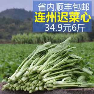 广东省清远连州特产清甜爽口迟菜心现摘现发产地直发新鲜蔬菜
