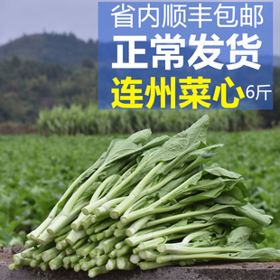 广东省清远连州特产清甜爽口迟菜心现摘现发产地直发新鲜蔬菜5斤