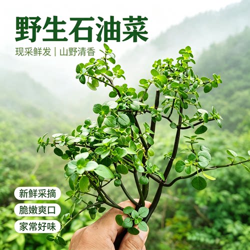 下单现采广西深山野生新鲜石油菜石觅菜肥猪菜一斤包邮