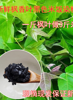 新鲜枫叶广西五色糯米饭花米饭天然植物染料五彩米染料黑色