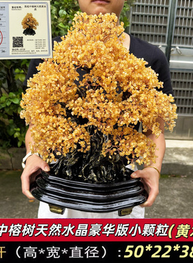 黑底中榕树天然黄水晶